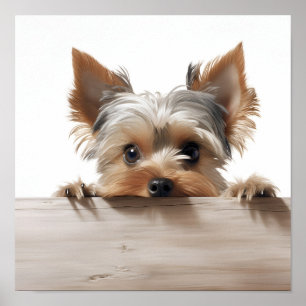 bezauberndes Yorkshire Terrier Fotografie Poster