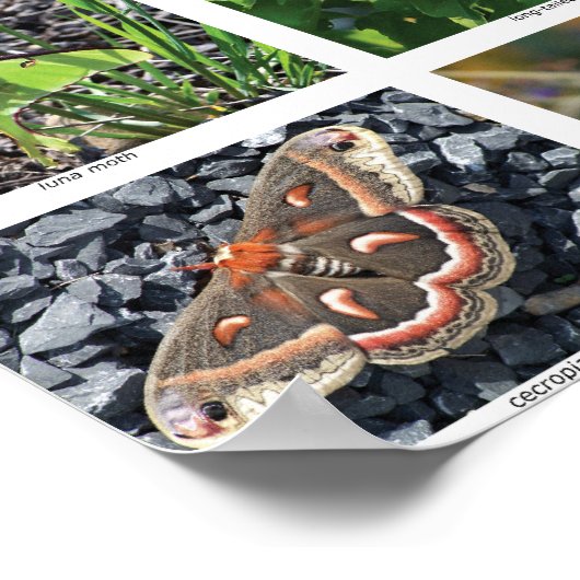 bfly_50_poster poster (Ecke)