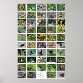 bfly_50_poster poster (Vorne)