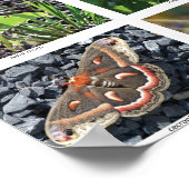 bfly_50_poster poster (Ecke)