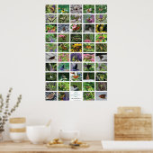 bfly_50_poster poster (Küche)