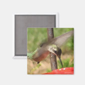 BG-Hummingbird-Magnet Magnet (Vorderseite/Rückseite)