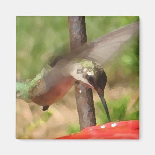 BG, Kolibri-Magnet Magnet