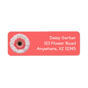 Bi-Color Gerber Daisy