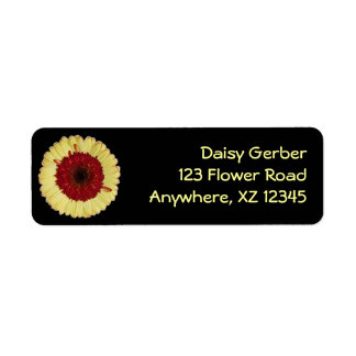 Bi-Color Gerber Daisy