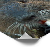 Biaver Habitat Poster (Ecke)