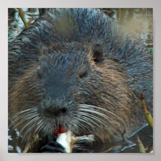 Biaver Habitat Poster (Vorne)