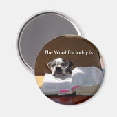 Bibel Reading Boston Terrier Magnet (Vorderseite/Rückseite)