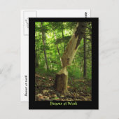 Biber am Arbeitsplatz Postkarte (Vorne/Hinten)