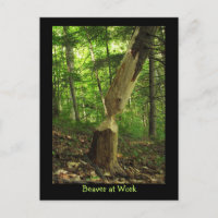 Biber am Arbeitsplatz