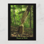 Biber am Arbeitsplatz Postkarte (Vorderseite)