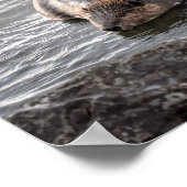 Biber auf Dauphin Island, Alabama Poster (Ecke)