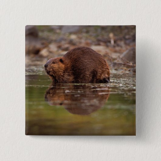 Biber, Castor canadensis, geht schwimmen Button (Vorderseite)