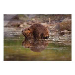 Biber, Castor canadensis, geht schwimmen Fotodruck