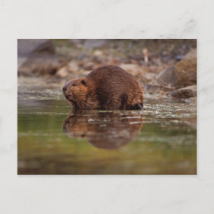 Biber, Castor canadensis, geht schwimmen Postkarte
