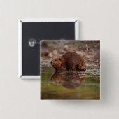 Biber, Castor canadensis, zum Schwimmen Button (Vorne & Hinten)