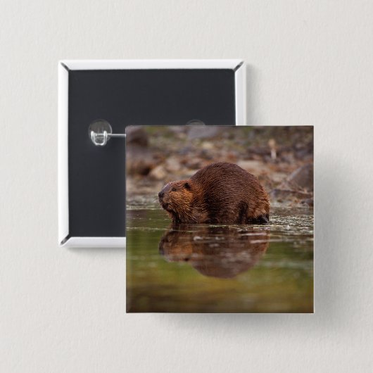 Biber, Castor canadensis, zum Schwimmen Button (Vorne & Hinten)