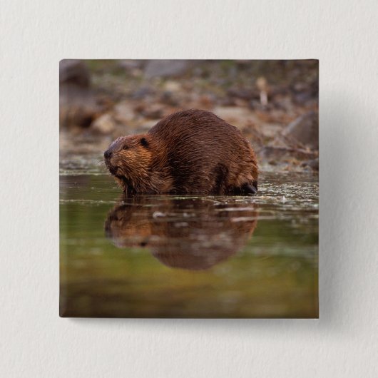 Biber, Castor canadensis, zum Schwimmen Button (Vorderseite)