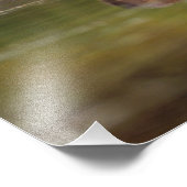 Biber, Castor canadensis, zum Schwimmen Fotodruck (Ecke)