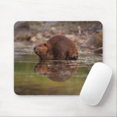Biber, Castor canadensis, zum Schwimmen Mousepad (Mit Mouse)