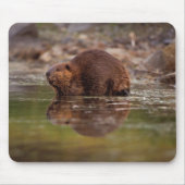 Biber, Castor canadensis, zum Schwimmen Mousepad (Vorne)