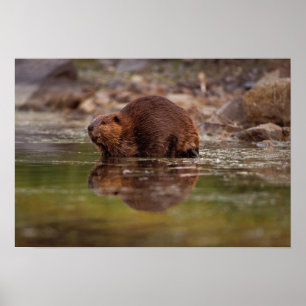 Biber, Castor canadensis, zum Schwimmen Poster