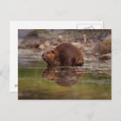 Biber, Castor canadensis, zum Schwimmen Postkarte (Vorne/Hinten)