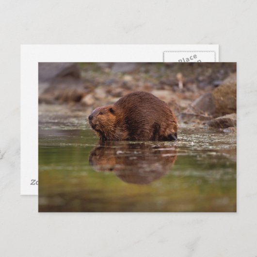 Biber, Castor canadensis, zum Schwimmen Postkarte (Vorne/Hinten)