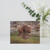Biber, Castor canadensis, zum Schwimmen Postkarte (Stehend Vorderseite)