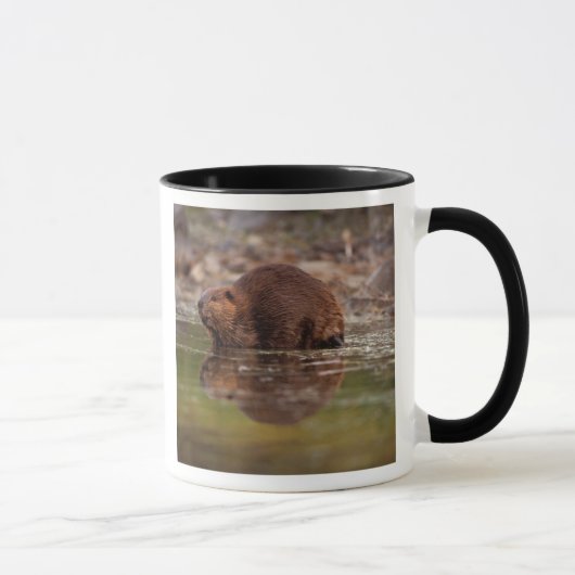 Biber, Castor canadensis, zum Schwimmen Tasse (Rechts)