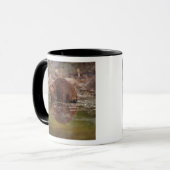 Biber, Castor canadensis, zum Schwimmen Tasse (Vorderseite Links)