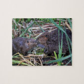 Biber, die Foto küssen Puzzle (Horizontal)