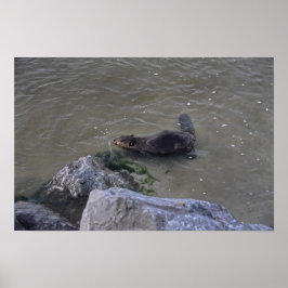 Biber im Ozean, Dauphin Ozean, Alabama Poster
