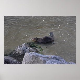 Biber im Ozean, Dauphin Ozean, Alabama Poster