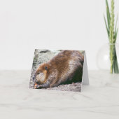 Biber Karte (Vorderseite)