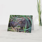 Biber Kissing Foto Karte (Vorderseite)