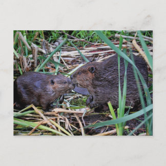 Biber Kissing Foto Postkarte