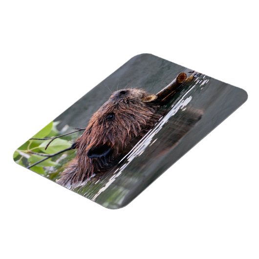 Biber Magnet (Linke Seite)