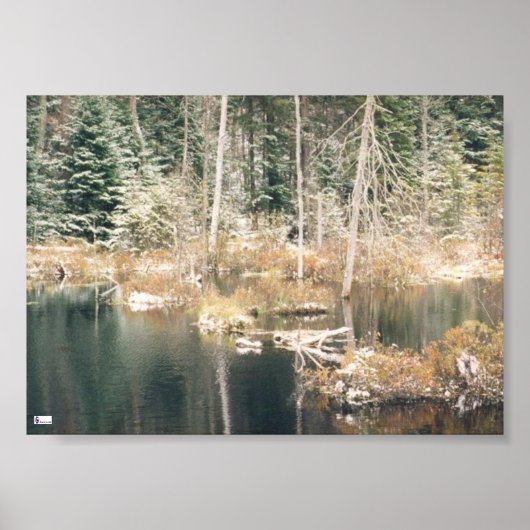 Biber Pond Poster (Vorne)