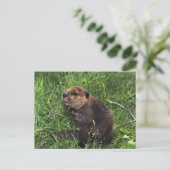 Biber Postkarte (Stehend Vorderseite)