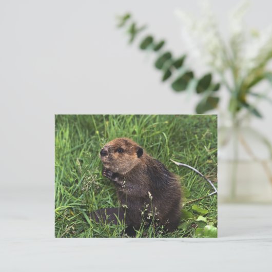 Biber Postkarte (Stehend Vorderseite)