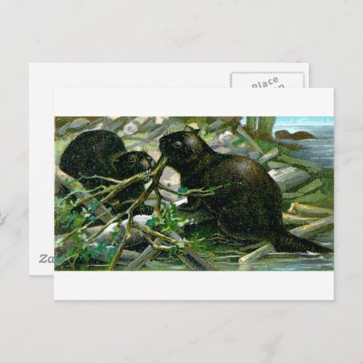 Biber Postkarte (Vorne/Hinten)