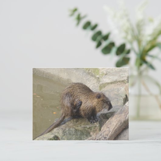 Biber Postkarte (Stehend Vorderseite)