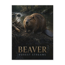 Biber Wald Bäche Wildtiere TIER
