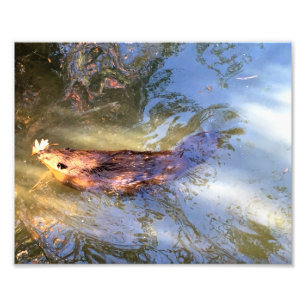 Biberschwimmen Fotodruck