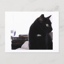 Bibles and Black Cat Postcard Print by JH Thornton Postkarte