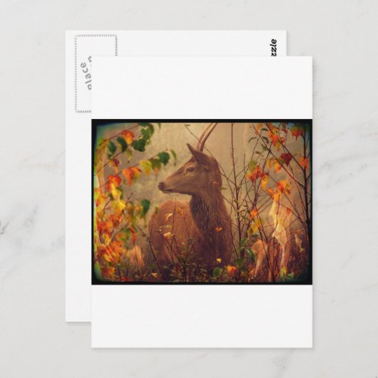 Biche Ô ma Biche Postkarte (Vorne/Hinten)