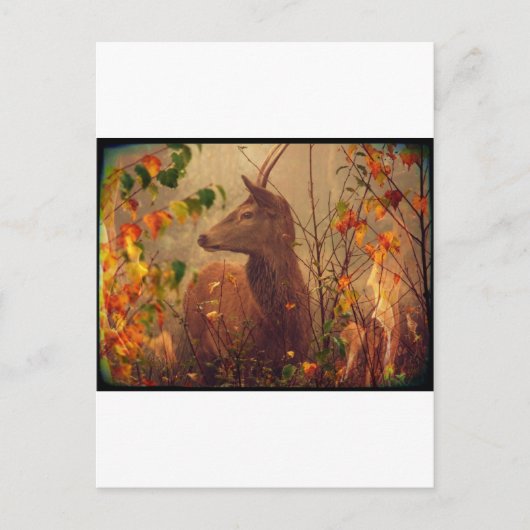 Biche Ô ma Biche Postkarte (Vorderseite)