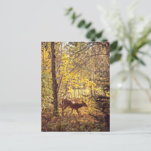 Biche - Parc national du Mont-Tremblant Postkarte (Stehend Vorderseite)