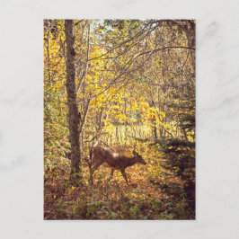 Biche - Parc national du Mont-Tremblant Postkarte